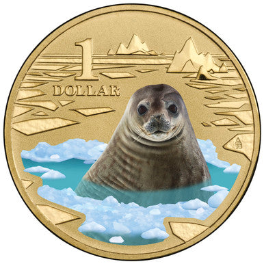 2013 $1 Polar Series Weddell Seal Coloured Uncirculated Coin