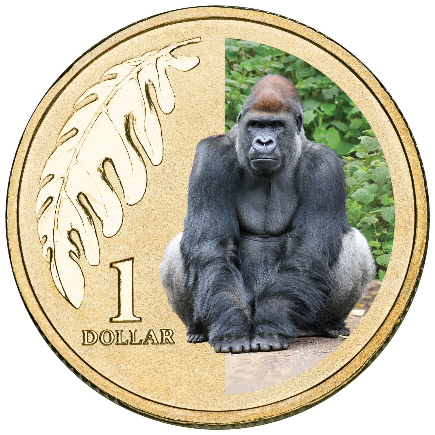 2012 $1 Animals of The Zoo Western Lowland Gorilla Coloured Uncirculated Coin